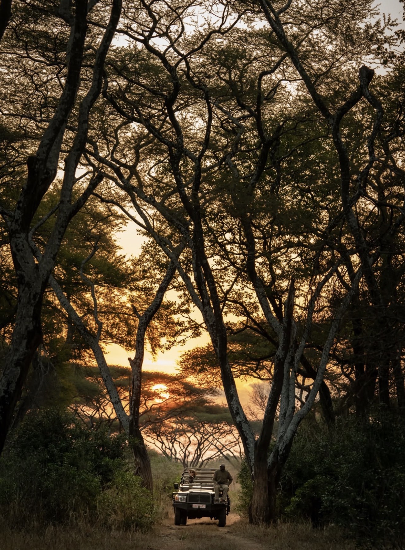 Game drive vehicle on a track beneath tall trees at sunset
