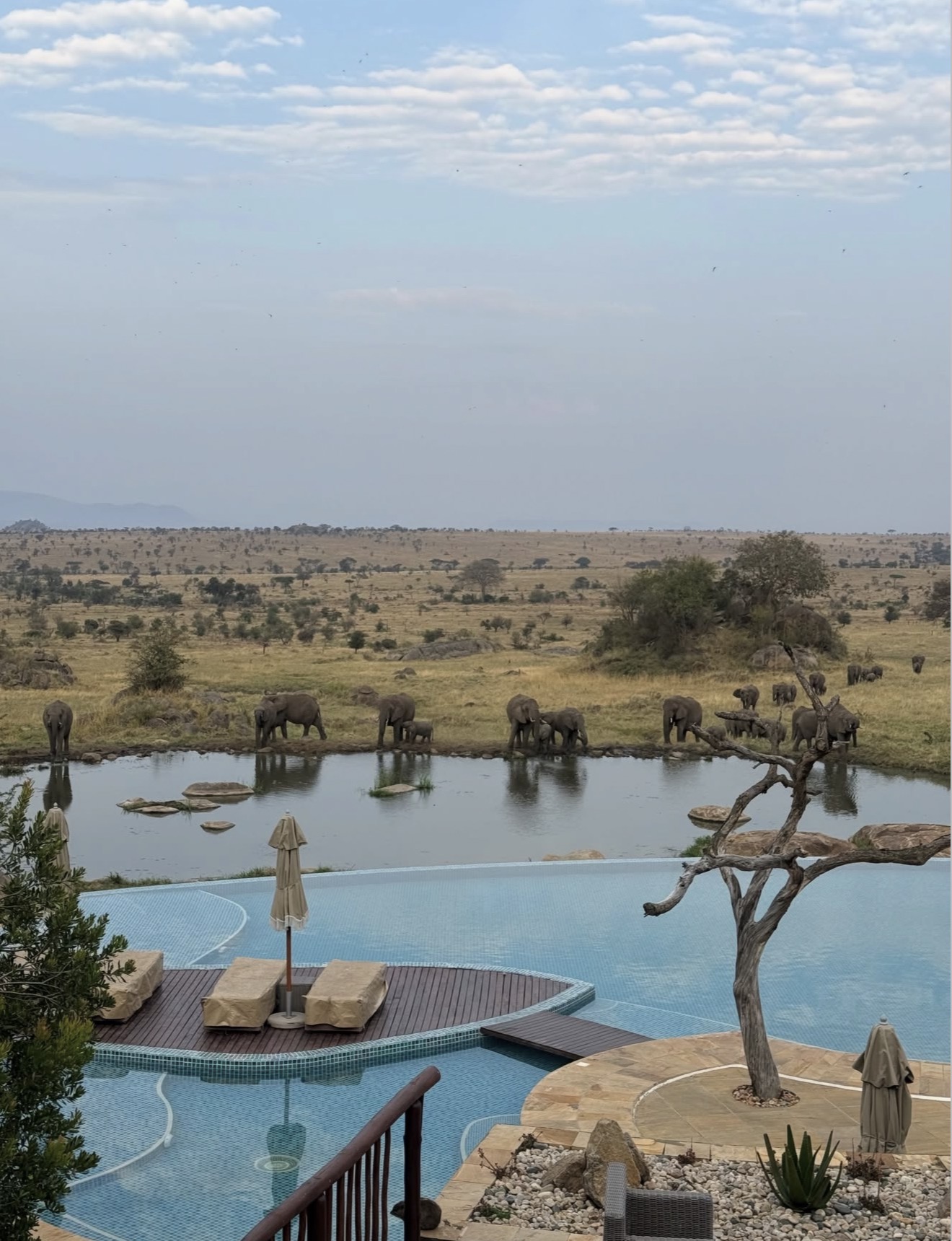 Infinity pool above a waterhole with an elephant herd drinking beyond