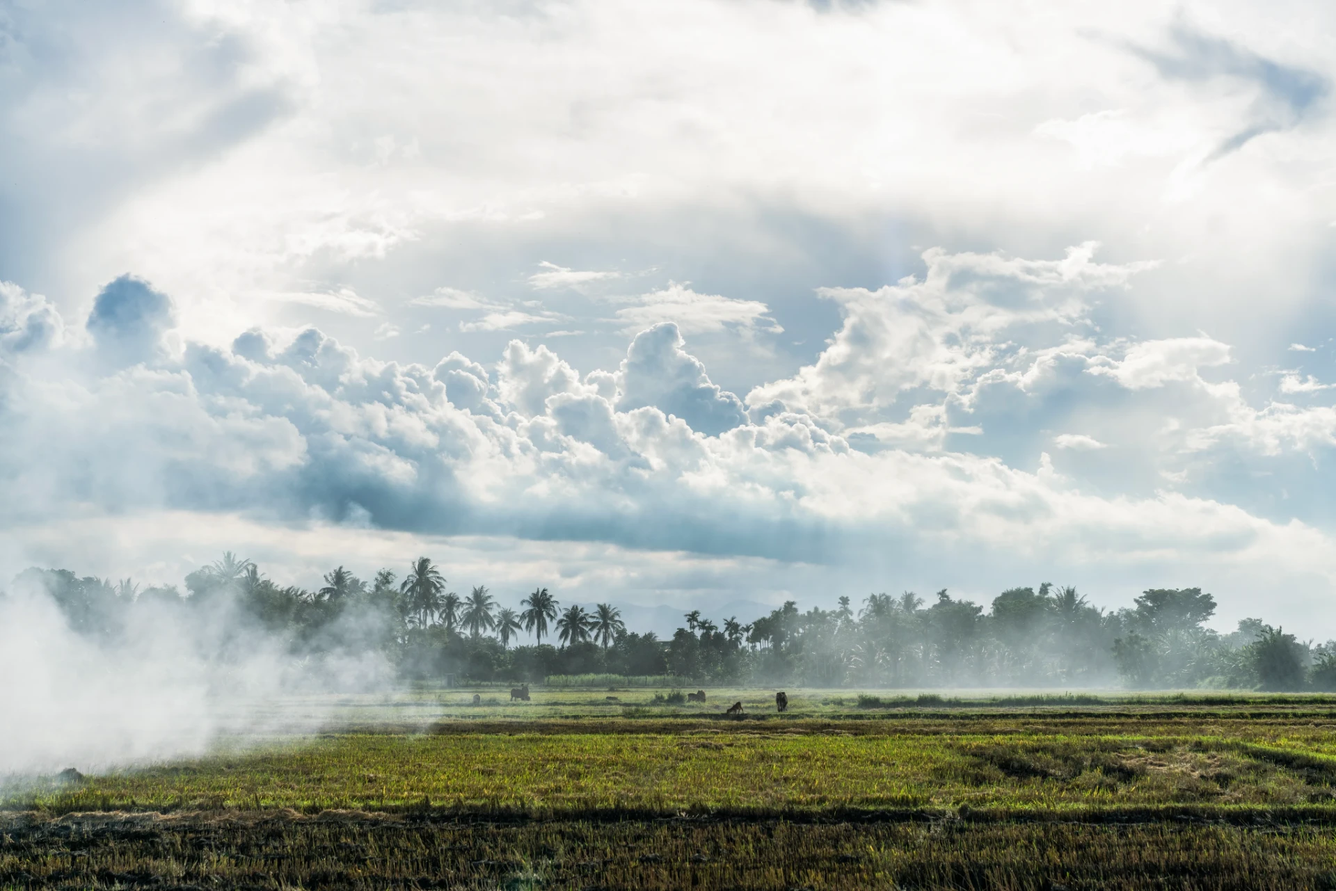 Morning mist drifting over palm-lined fields beneath an immense sky