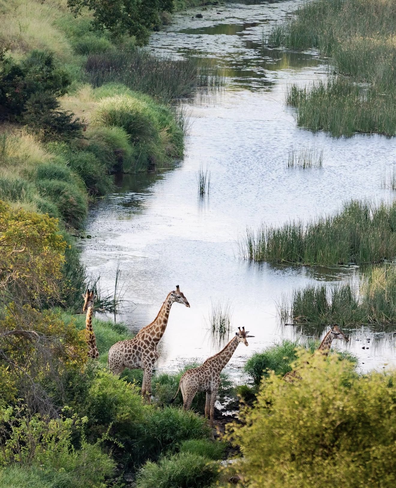 Giraffes gathered at a reeded river channel