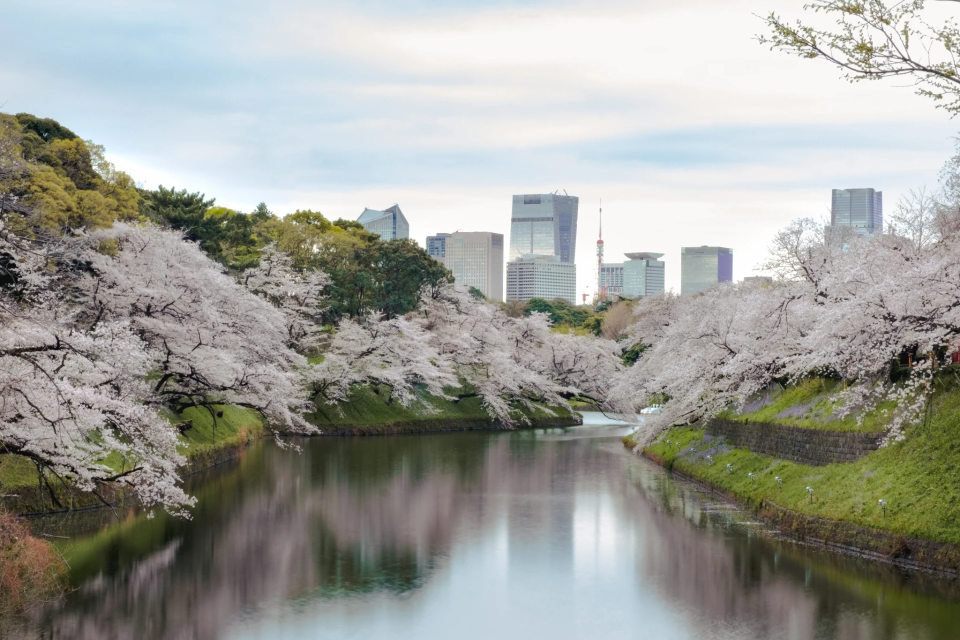 Cherry blossoms lining the palace moat with Tokyo beyond