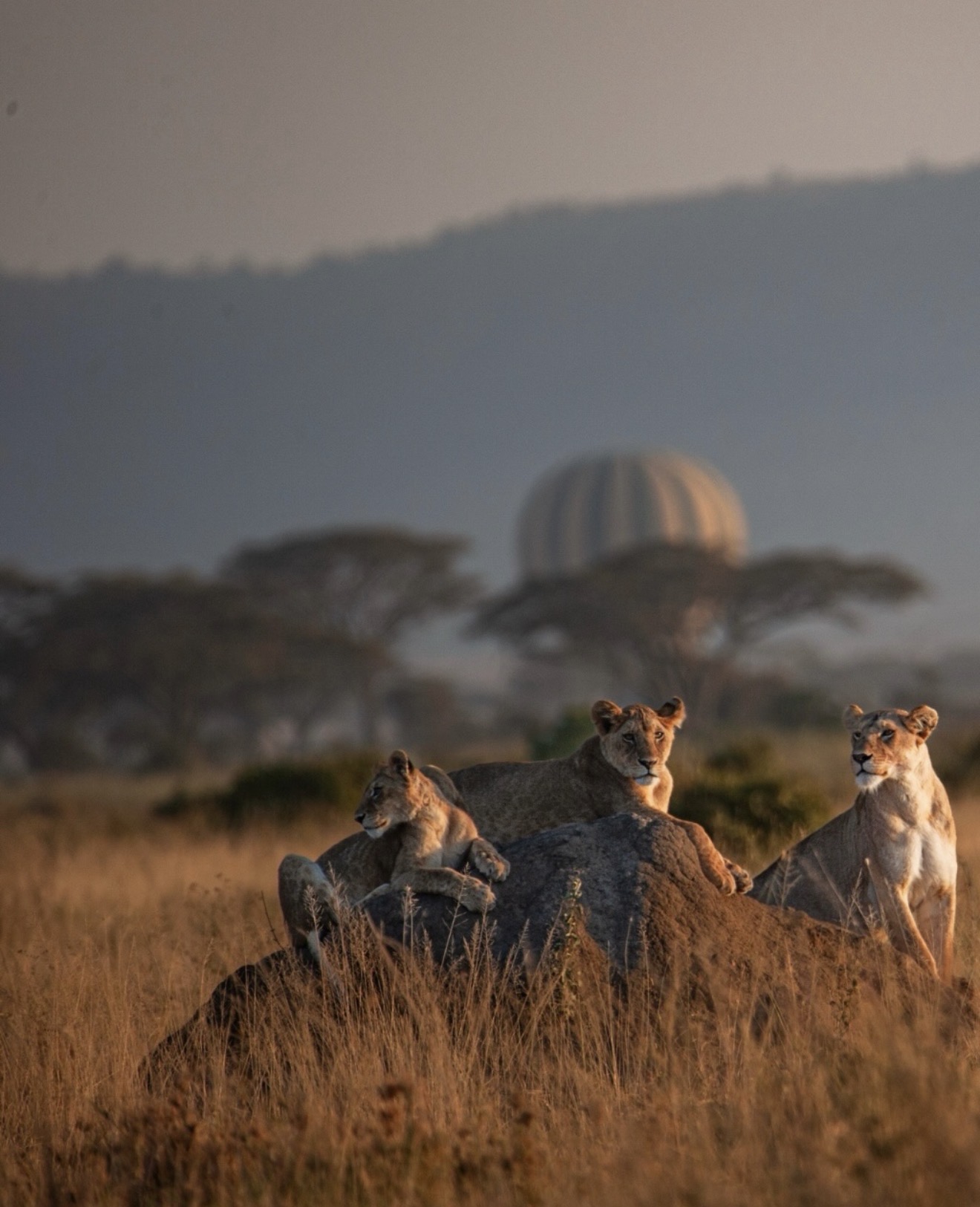 Lionesses resting on a termite mound at dawn with a balloon rising over the Serengeti