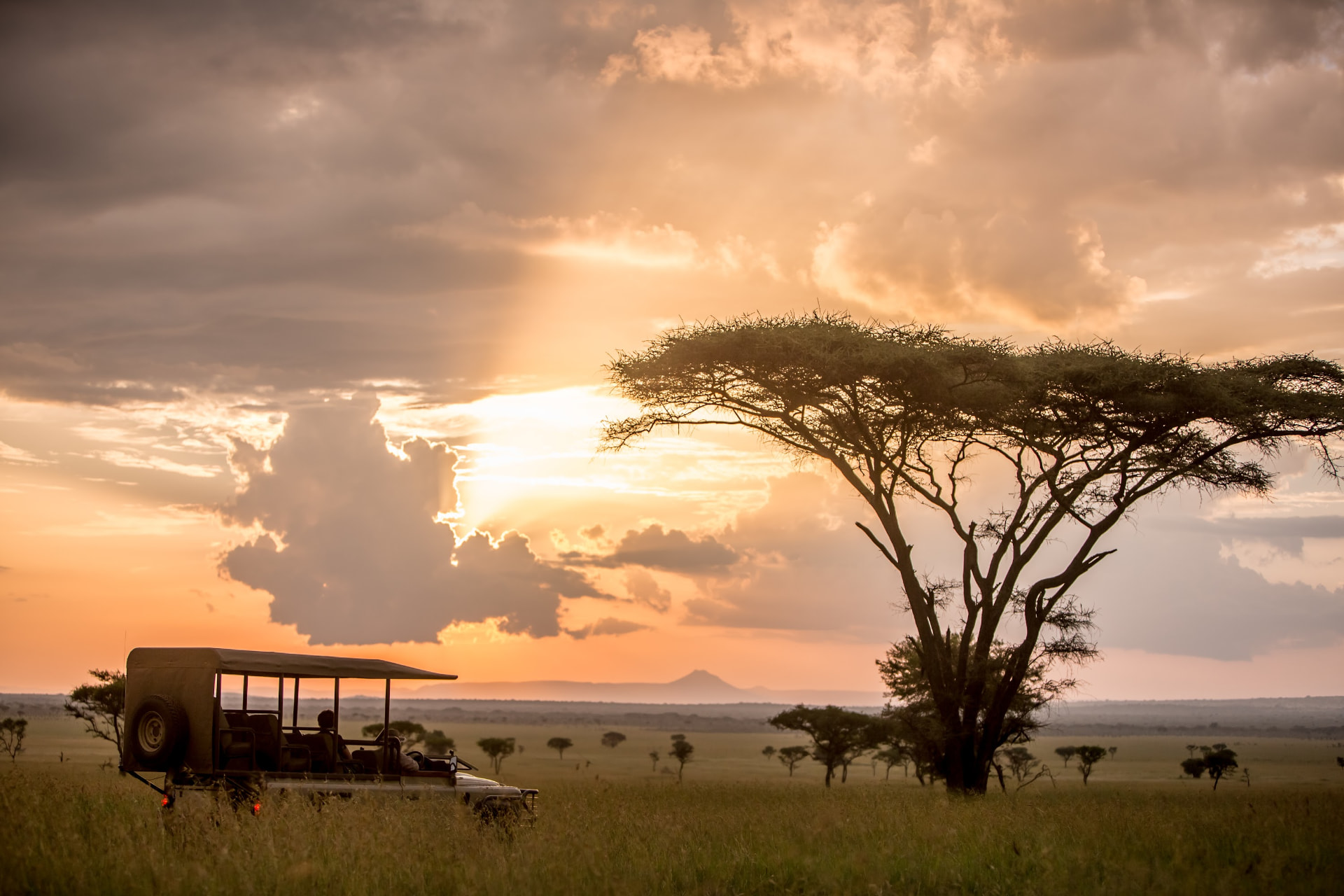 Open safari vehicle beside an acacia at sunset on the Serengeti plains