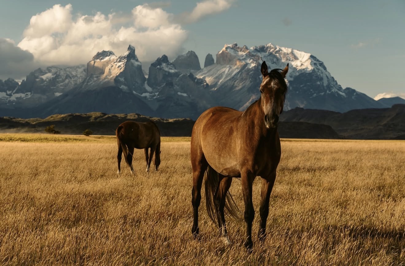 Horses in golden grass before the Torres del Paine massif