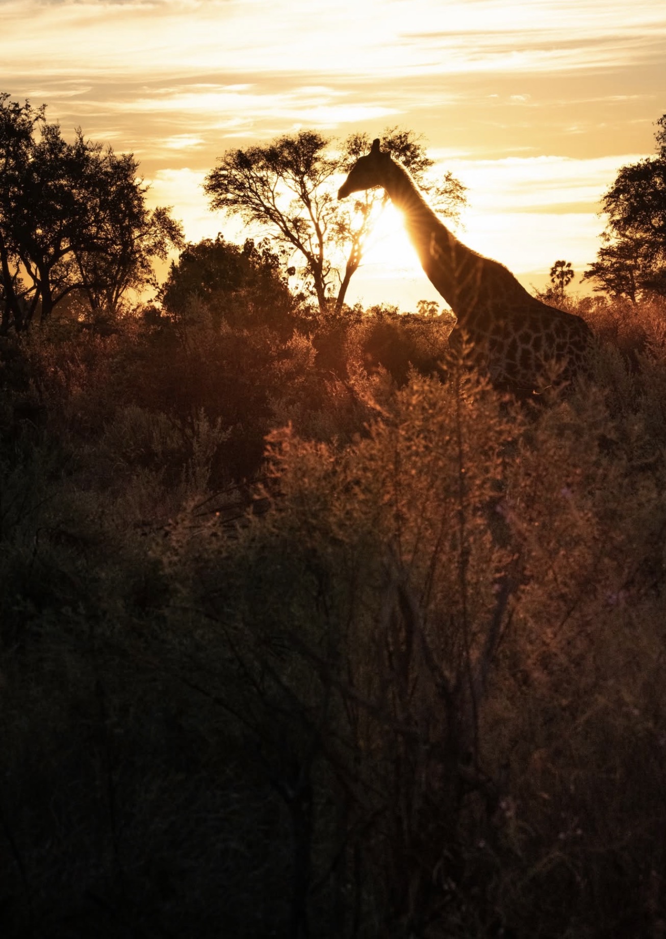 Giraffe silhouetted against a golden sunset in the bush