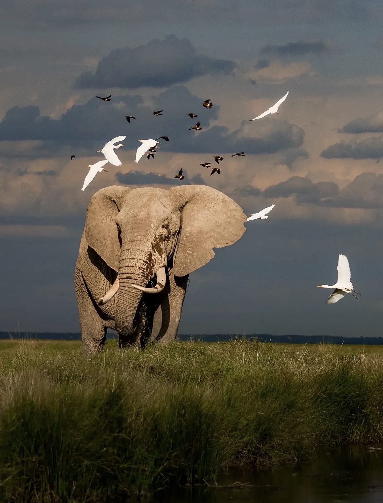 Elephant walking through grass beneath a flight of egrets and a storm sky