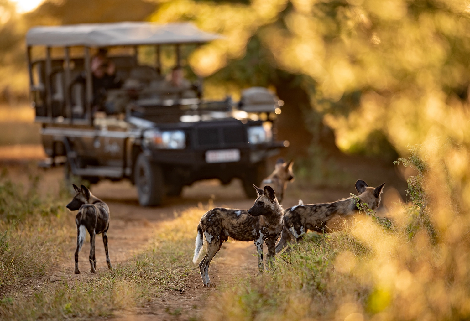 Wild dogs on a sandy track ahead of a safari vehicle in golden light