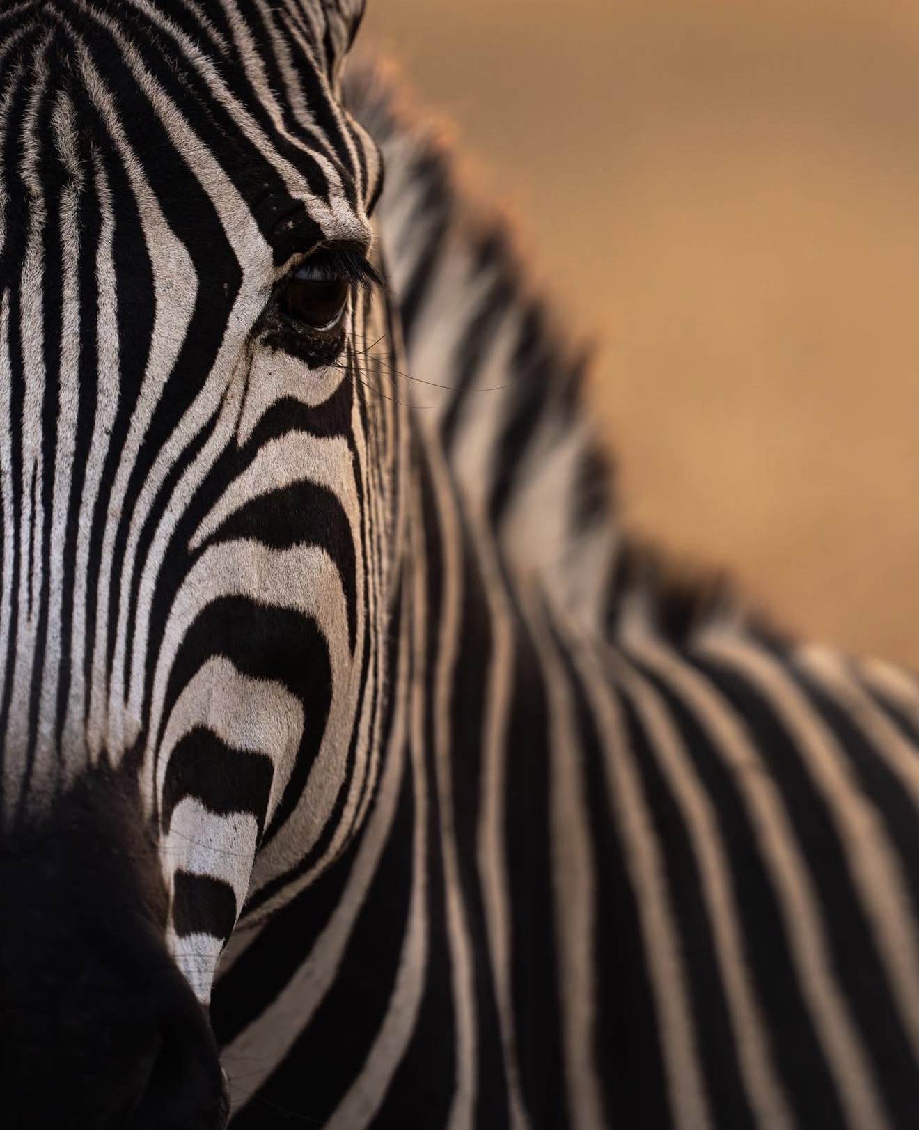 Close portrait of a zebra in warm afternoon light